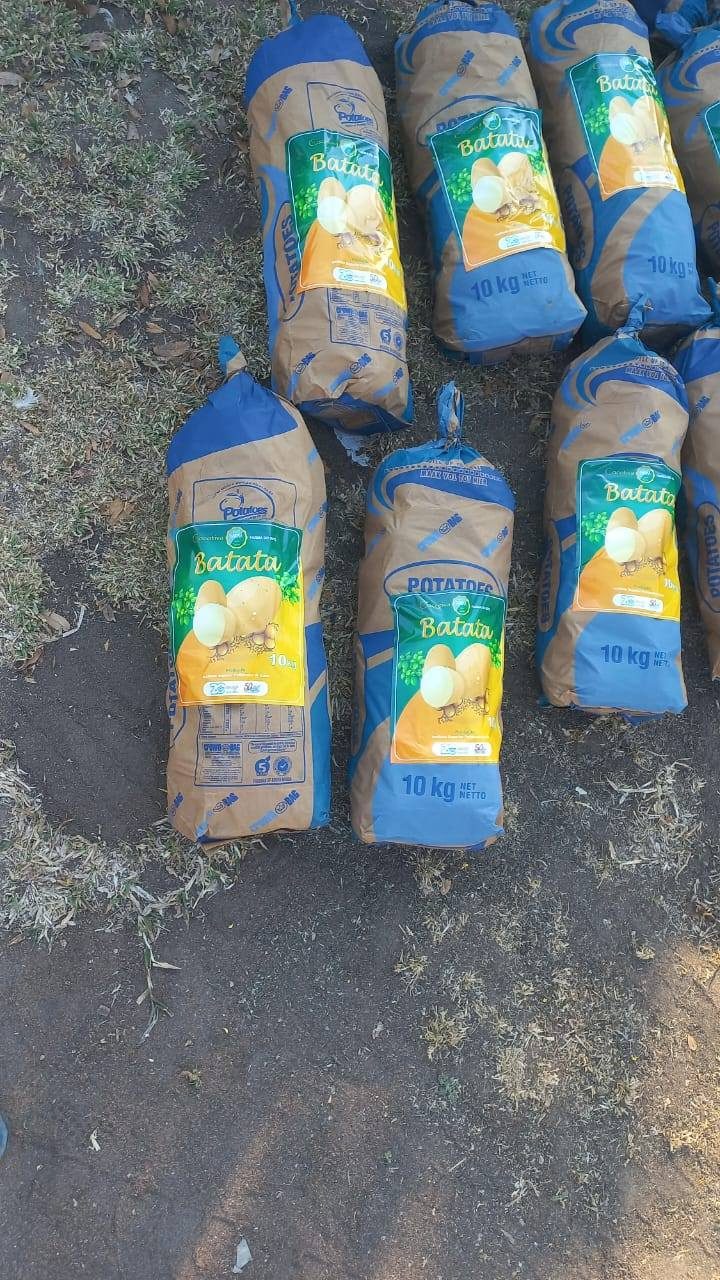 Colheita de batata-reno produzida no ISPG