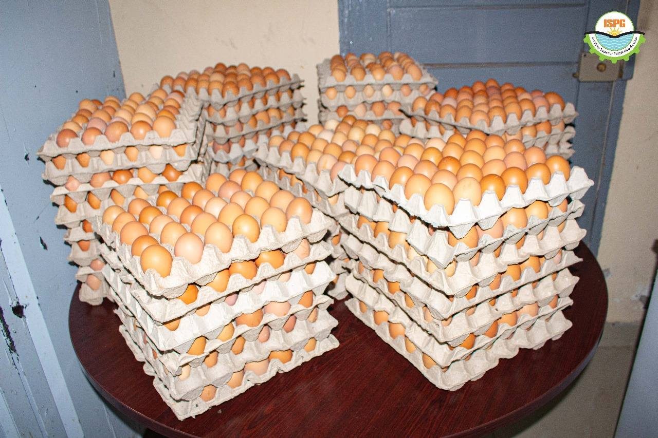 Frangos de corte produzidos na FARMA do ISPG