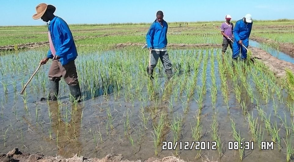 Ensaios de salinidade — transplante e maneio de água em Mapapa
