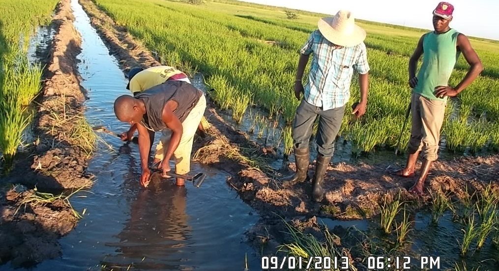 Ensaios de salinidade — maneio de plantas em Mapapa