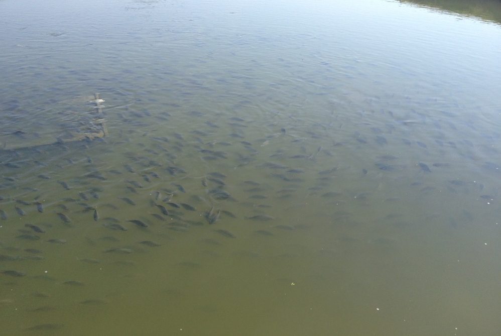 Produção nos tanques piscícolas do ISPG em Lionde
